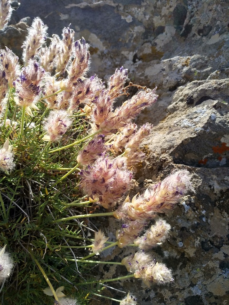 Astragalus persicus