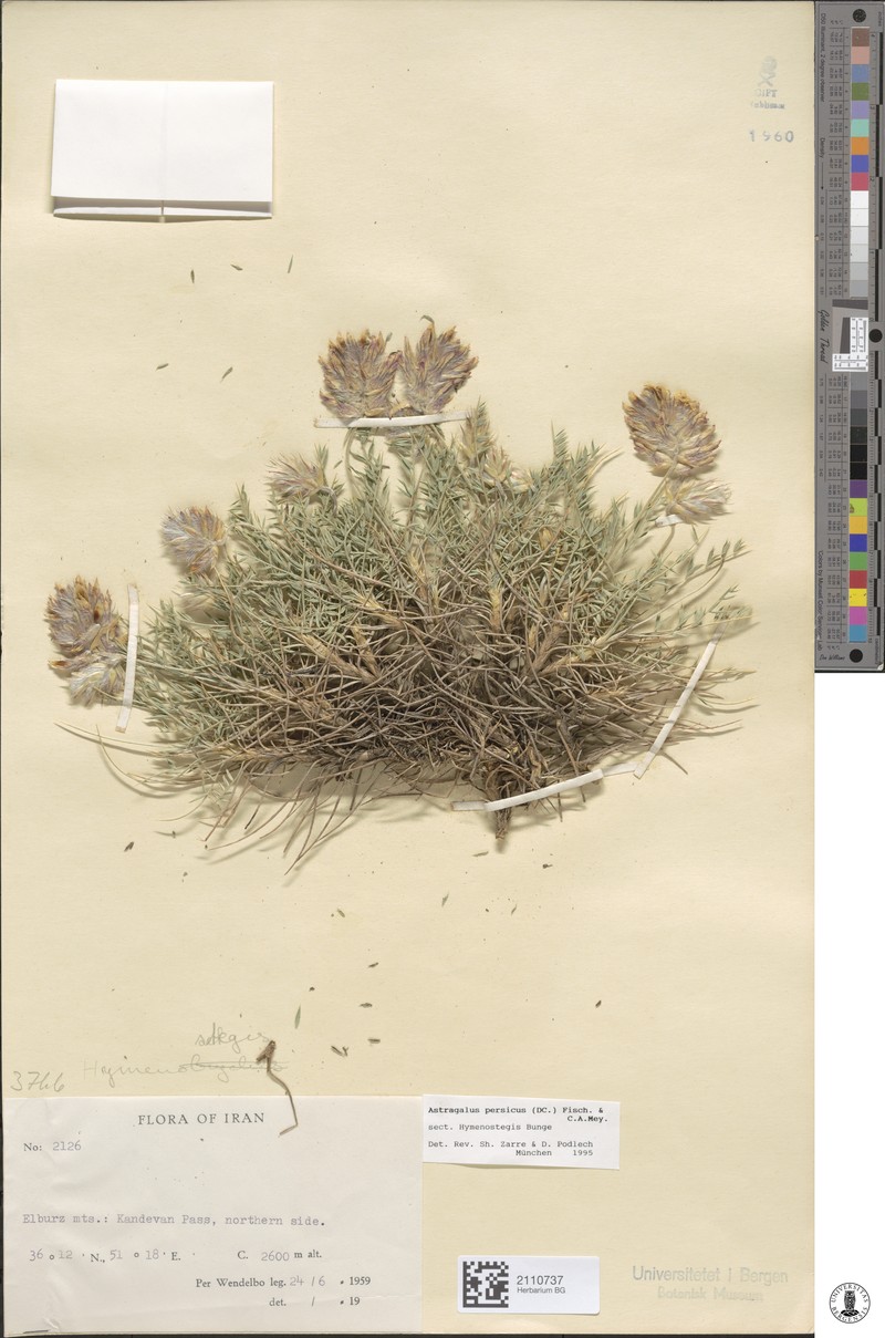 Astragalus persicus photo 2