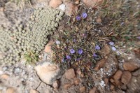 Astragalus peruvianus