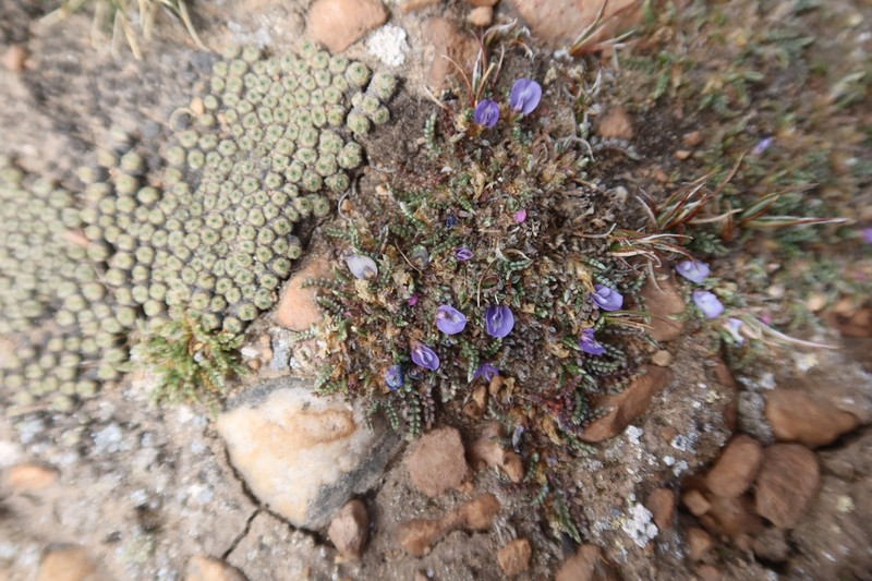 Astragalus peruvianus