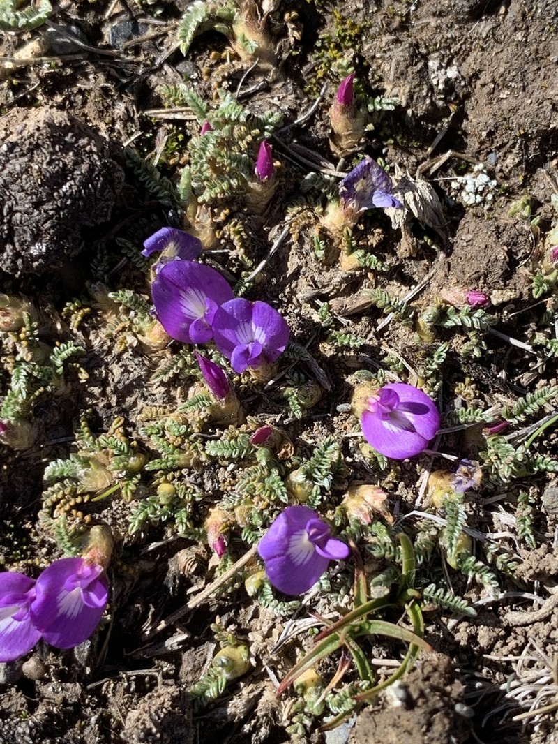 Astragalus peruvianus photo 2