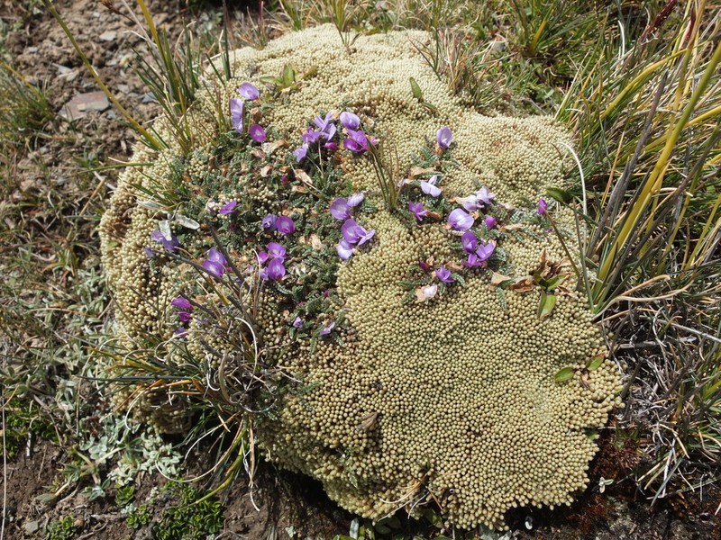 Astragalus peruvianus photo 3