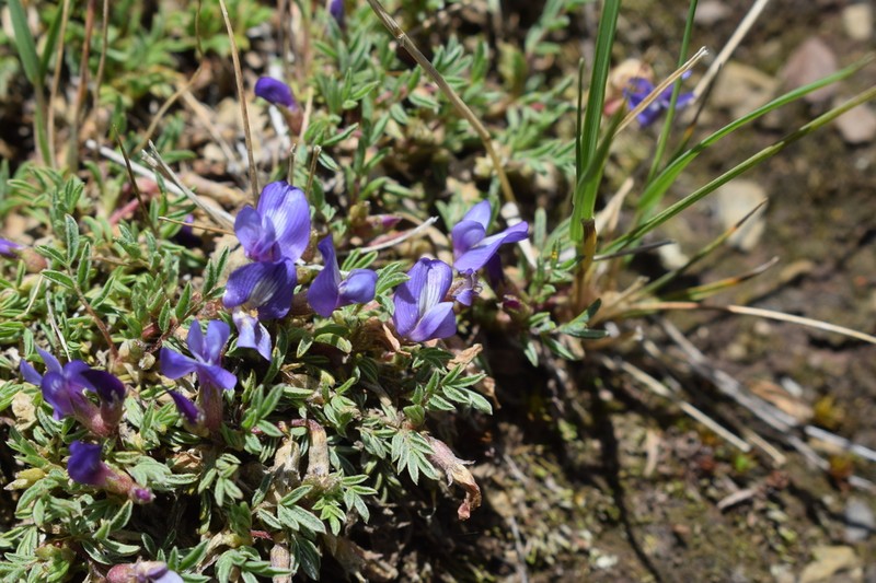 Astragalus peruvianus photo 4