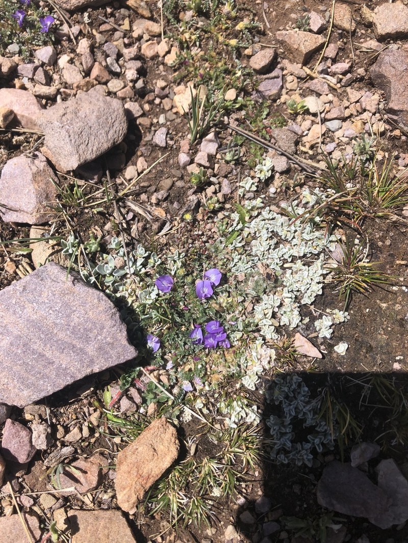 Astragalus peruvianus photo 5