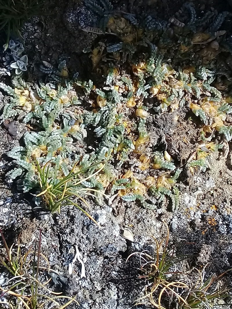 Astragalus peruvianus photo 6