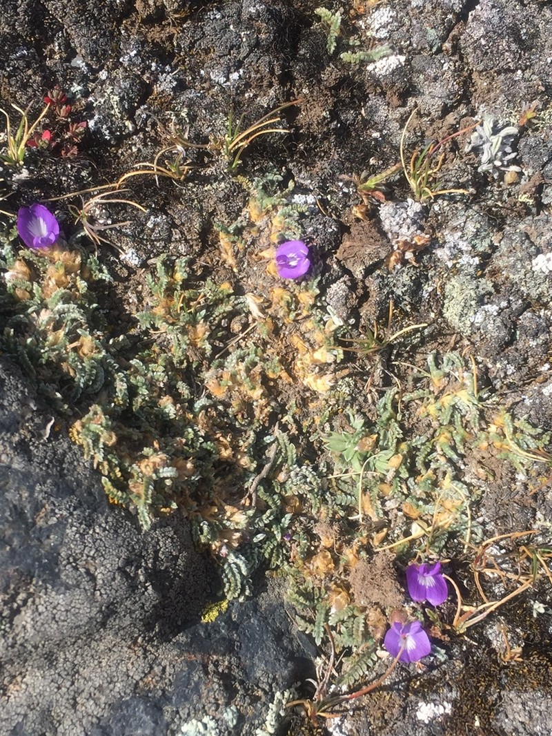 Astragalus peruvianus photo 7