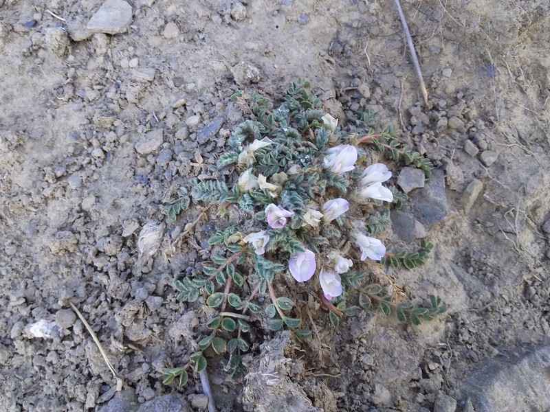 Astragalus peruvianus photo 8