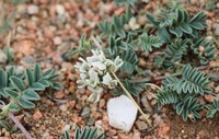 Astragalus peterae