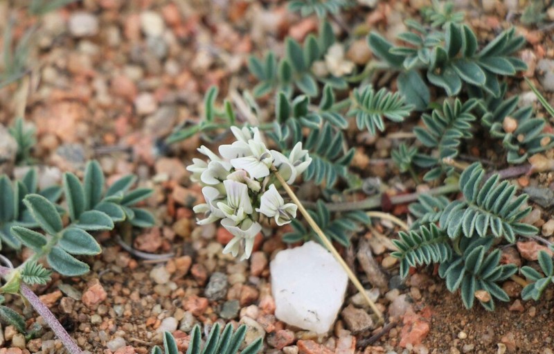 Astragalus peterae