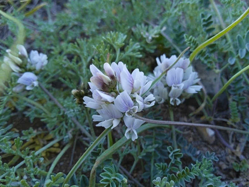 Astragalus peterae photo 2