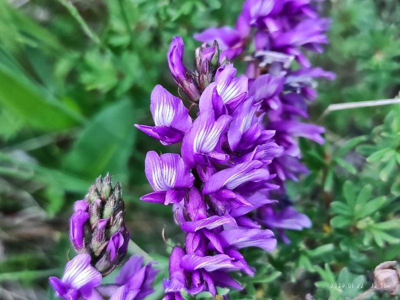 Astragalus peterae photo 3