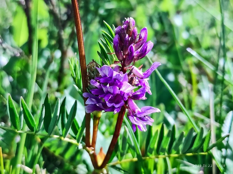 Astragalus peterae photo 4