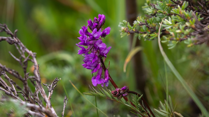 Astragalus peterae photo 7