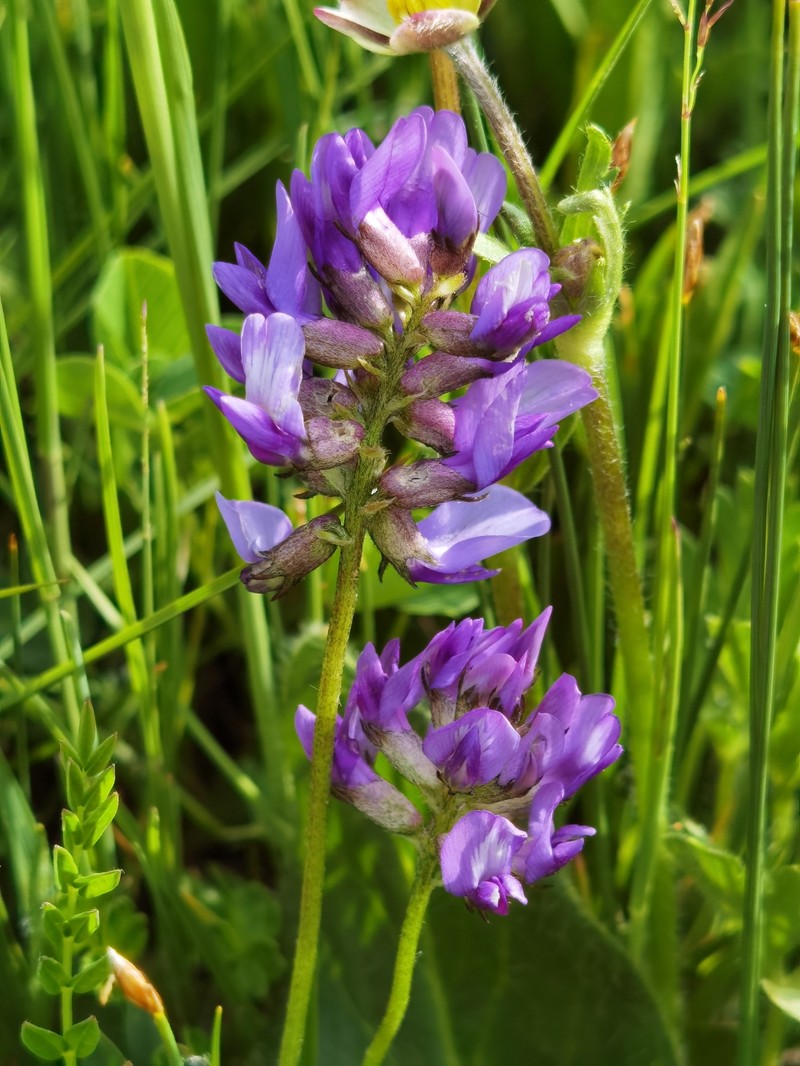Astragalus peterae photo 8