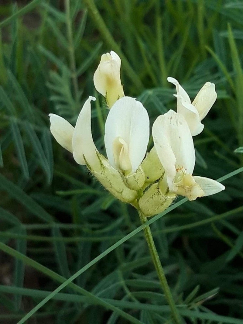 Astragalus peterfii photo 2