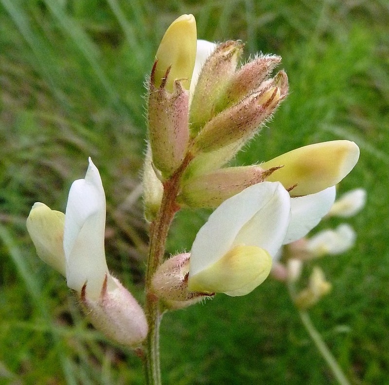 Astragalus peterfii photo 3