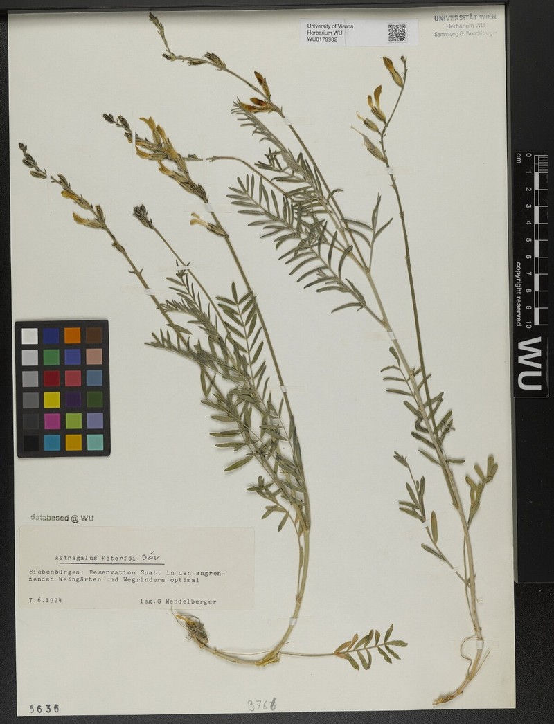 Astragalus peterfii photo 4