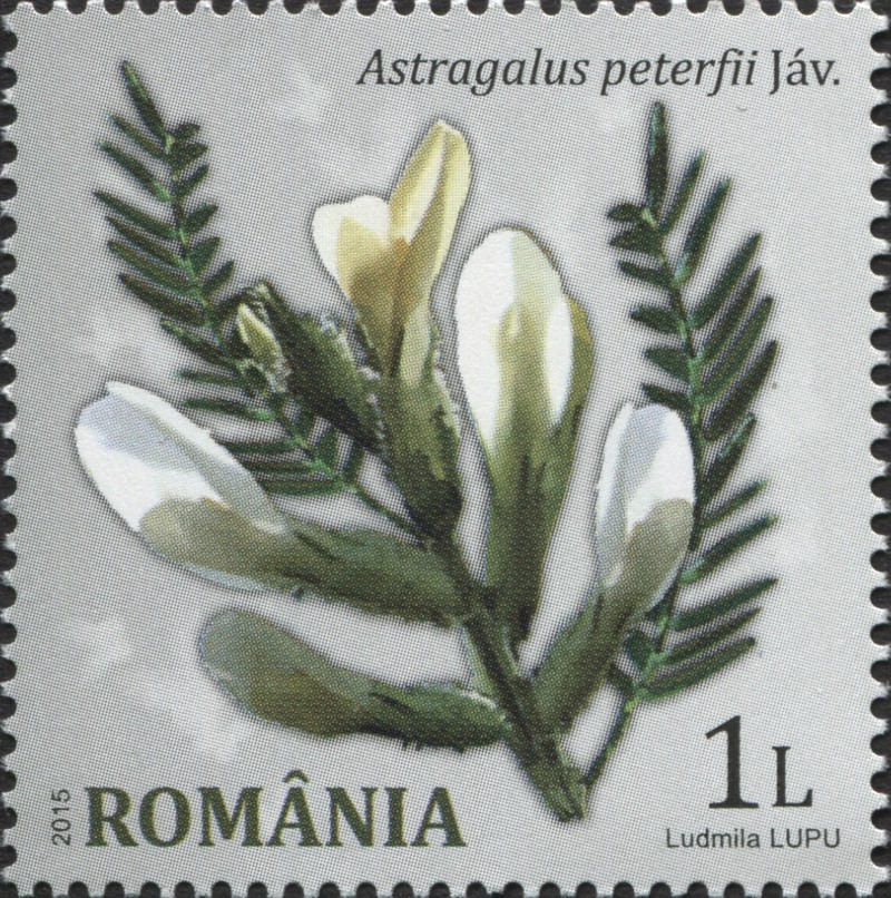 Astragalus peterfii