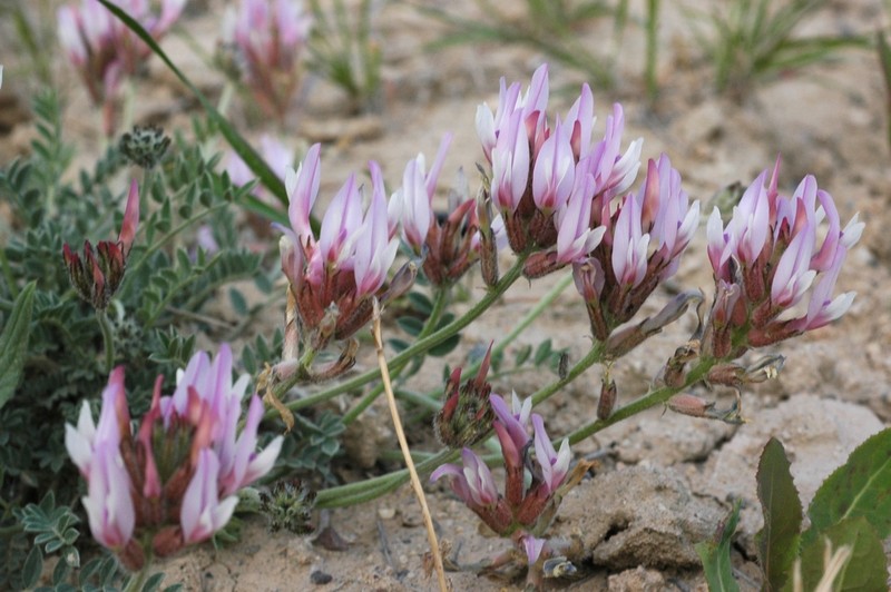 Astragalus petraeus