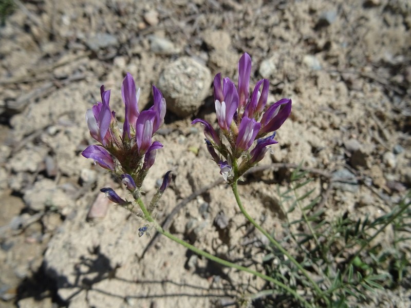 Astragalus petraeus photo 2