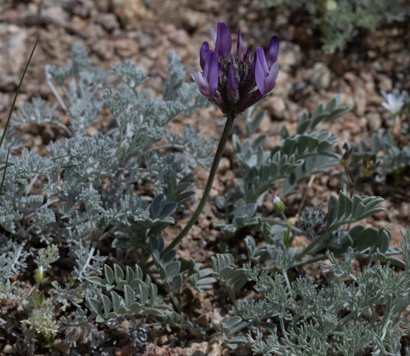 Astragalus petraeus photo 3
