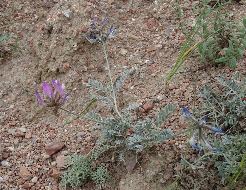 Astragalus petraeus photo 4