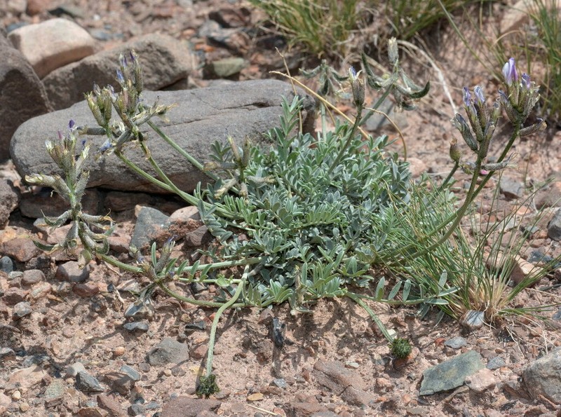 Astragalus petraeus photo 5