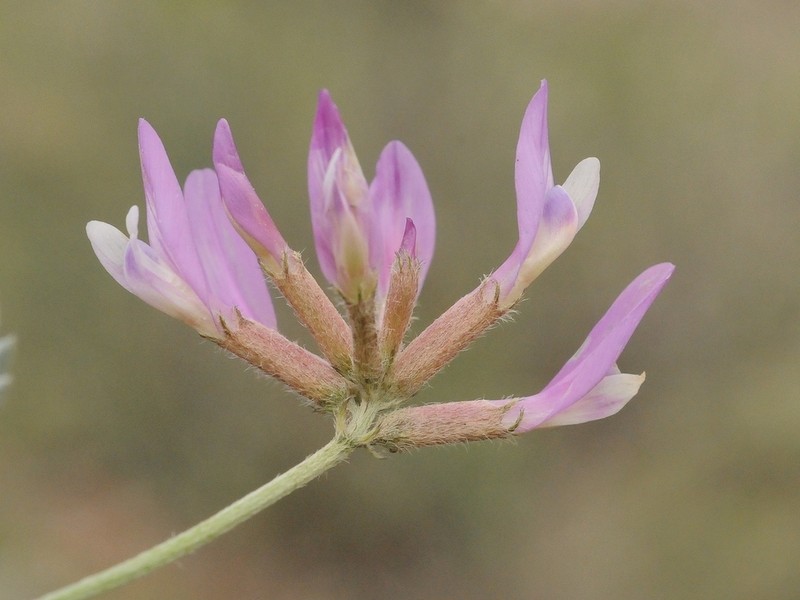 Astragalus petraeus photo 6