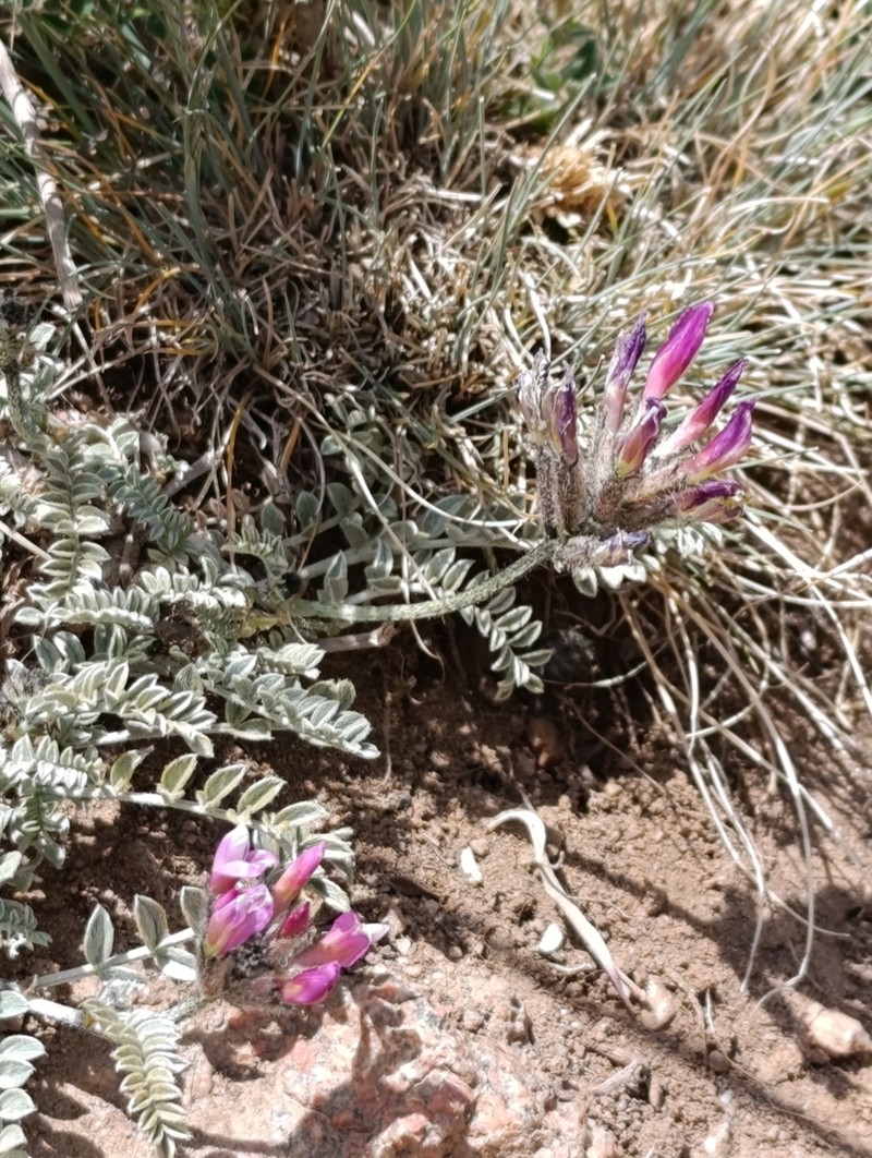 Astragalus petraeus photo 7