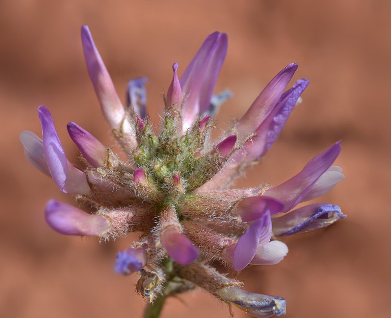 Astragalus petraeus photo 8