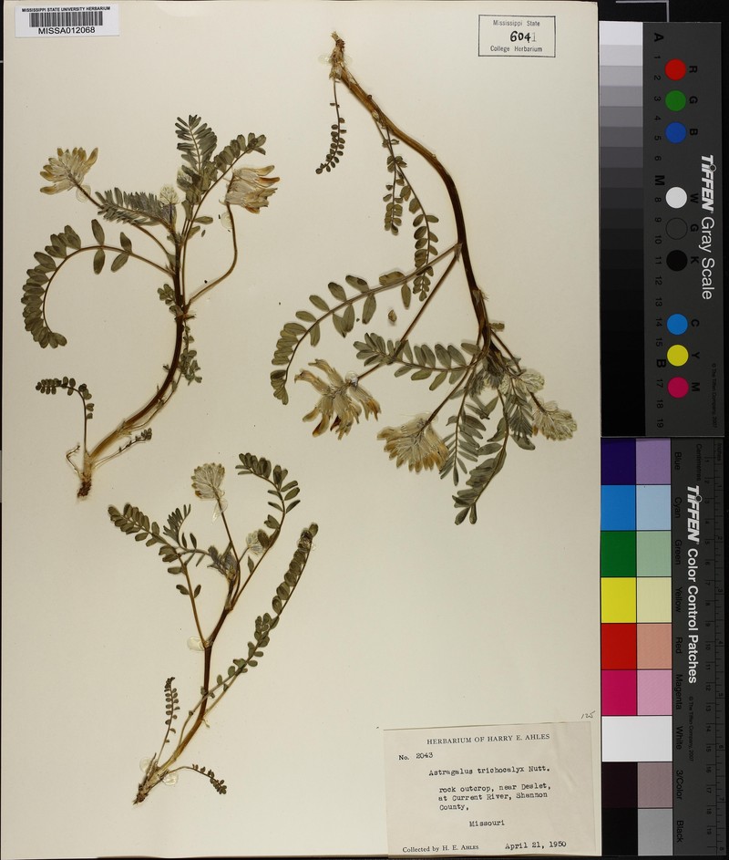 Astragalus petropolitanus
