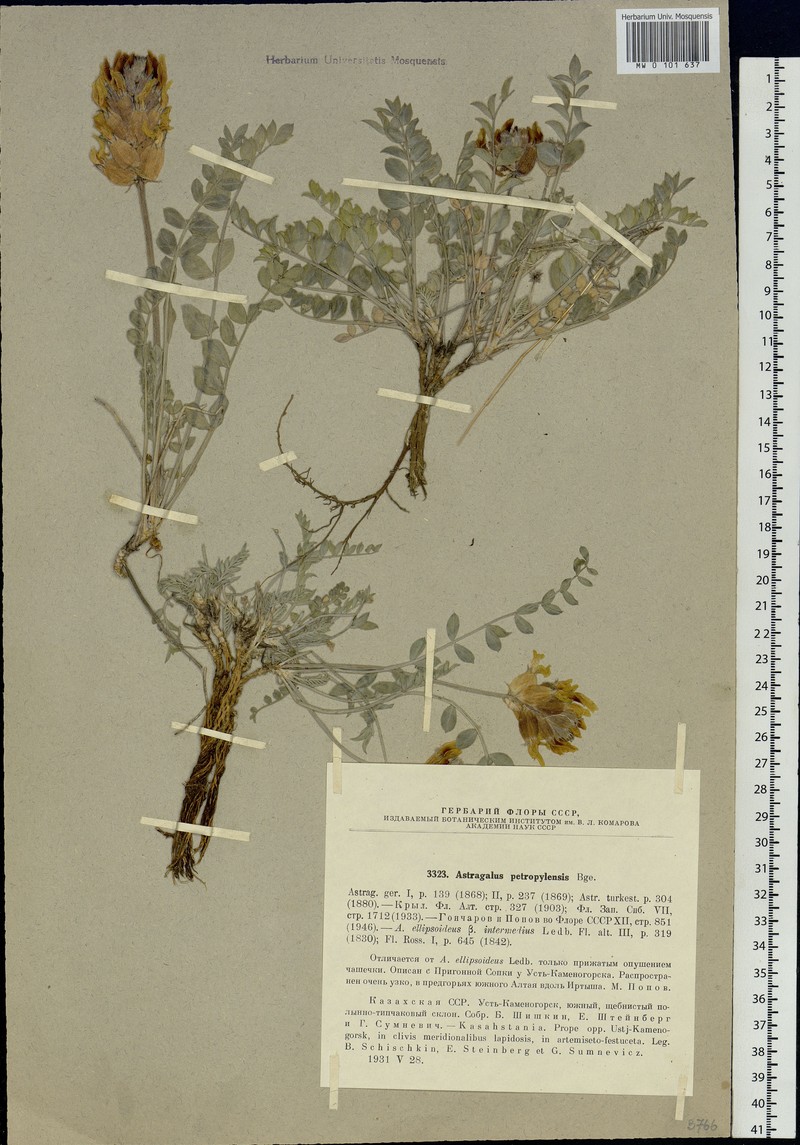 Astragalus petropylensis