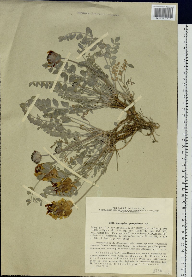 Astragalus petropylensis photo 2