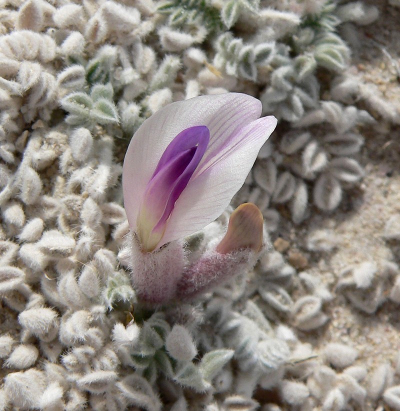 Ash Meadows Milkvetch
