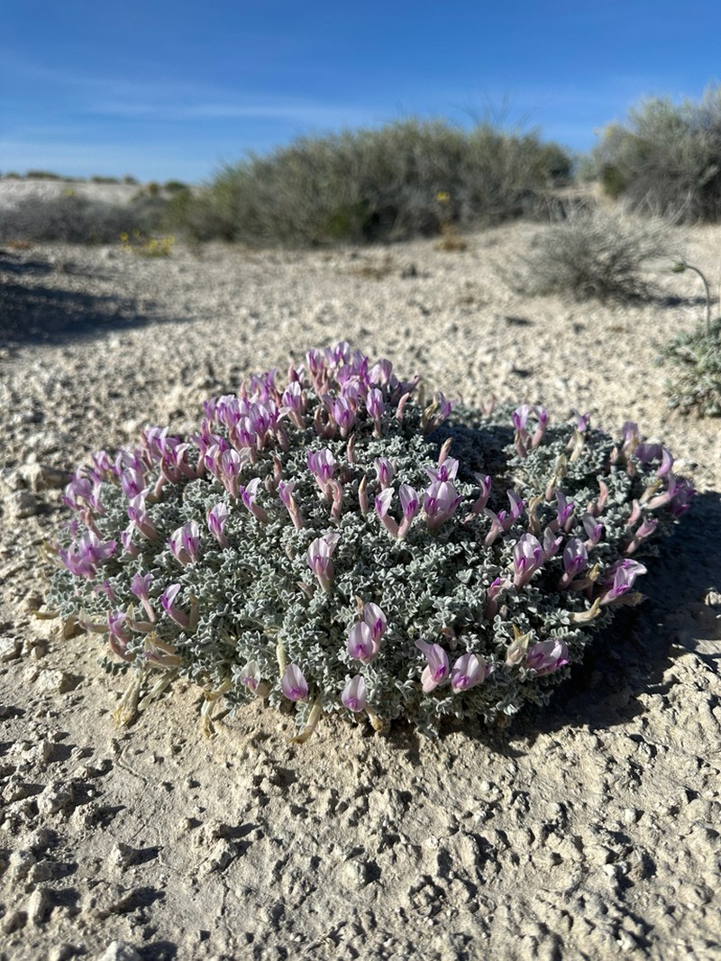 Ash Meadows Milkvetch