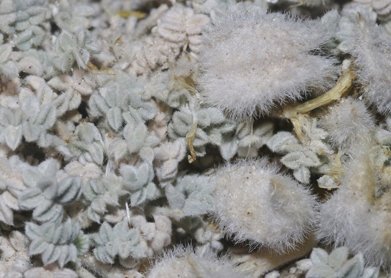 Ash Meadows Milkvetch photo 2