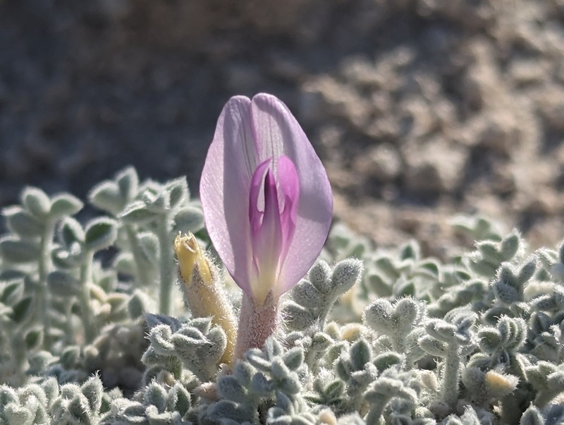 Ash Meadows Milkvetch photo 3