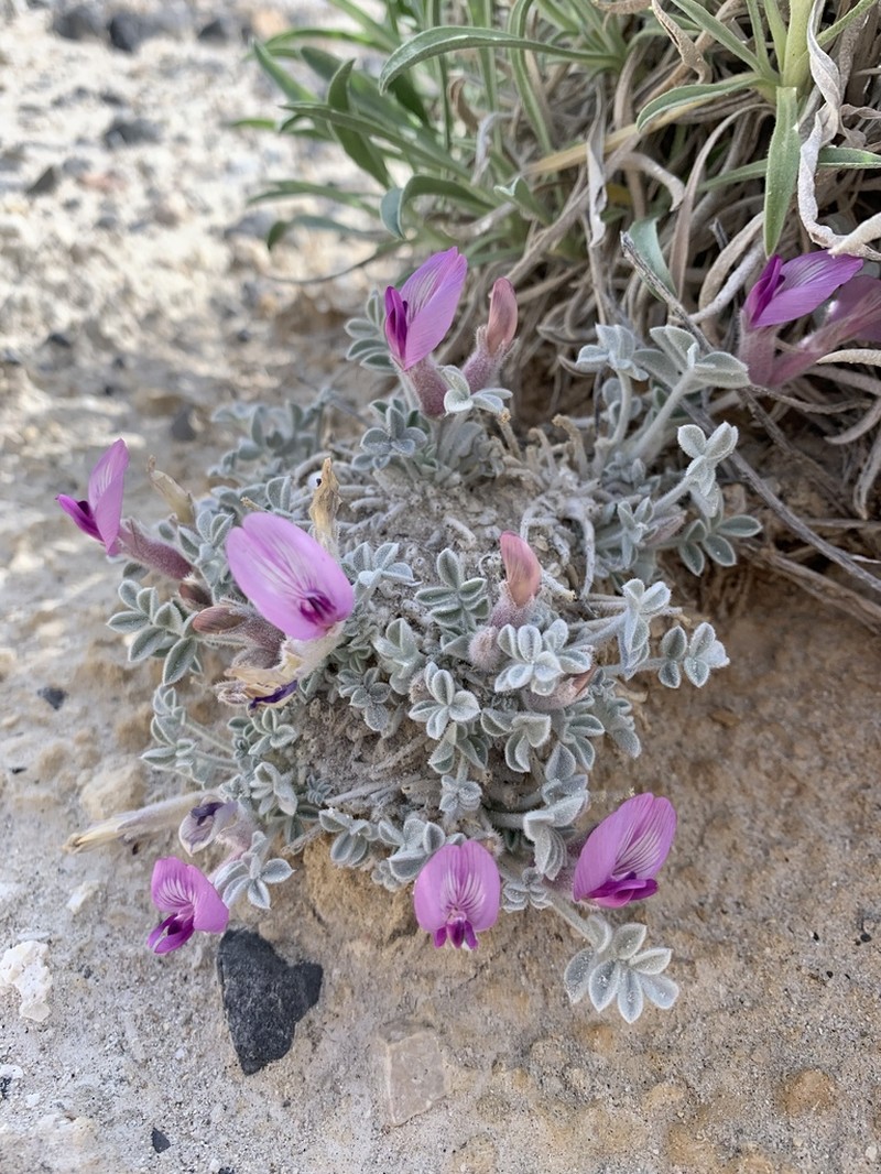 Ash Meadows Milkvetch photo 4
