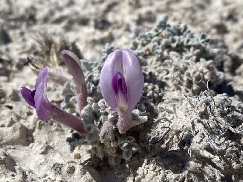 Ash Meadows Milkvetch photo 5