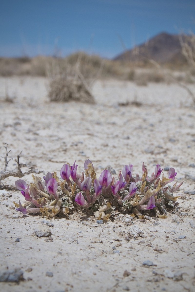 Ash Meadows Milkvetch photo 6