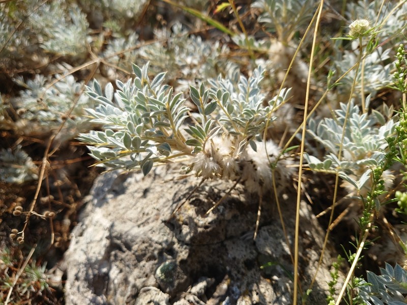 Astragalus phrygius