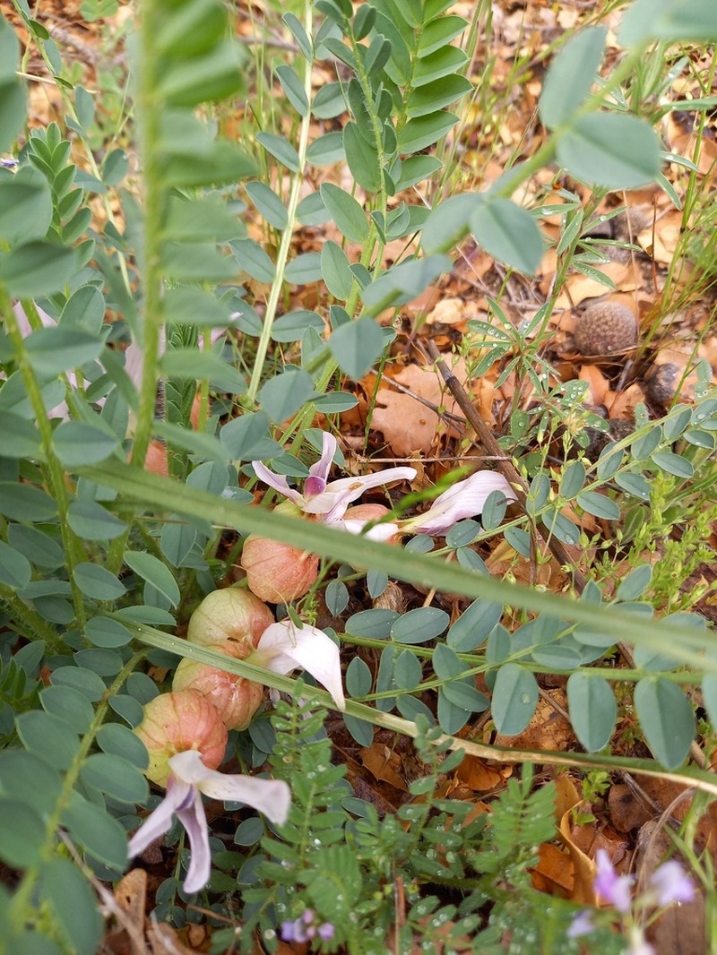Astragalus physocalyx