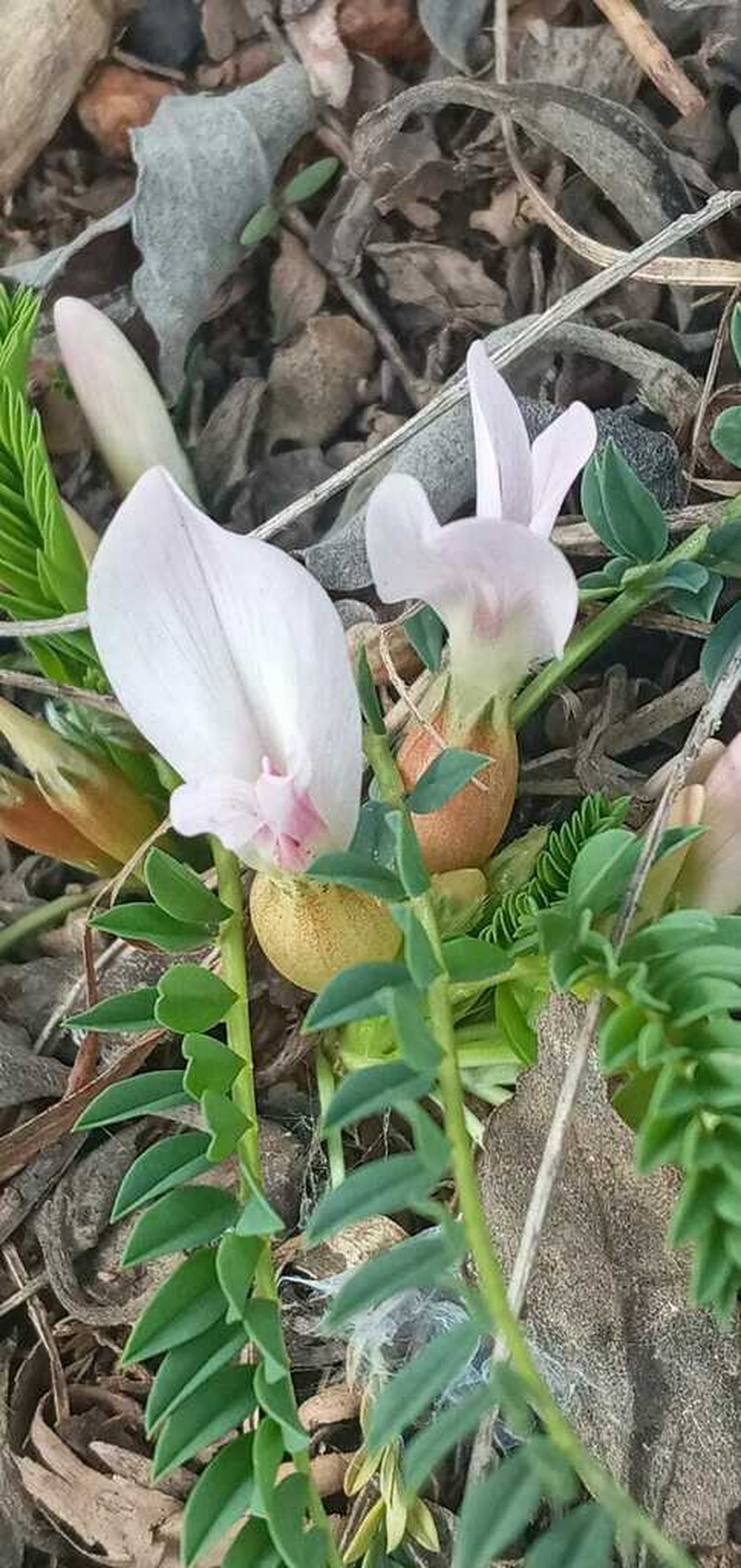 Astragalus physocalyx photo 2