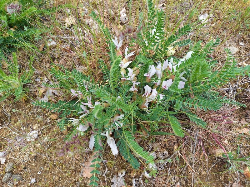 Astragalus physocalyx photo 3
