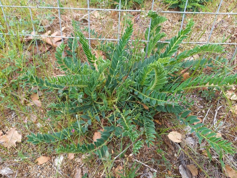 Astragalus physocalyx photo 4