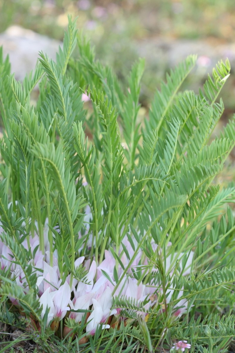 Astragalus physocalyx photo 5