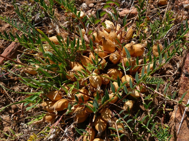 Astragalus physocalyx photo 6