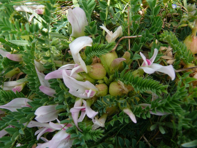 Astragalus physocalyx photo 7
