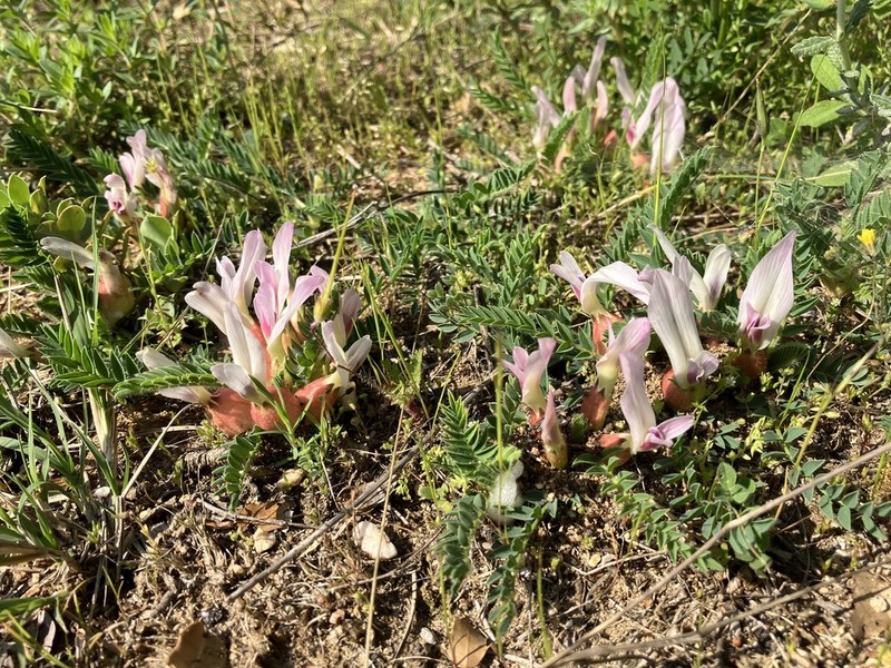 Astragalus physocalyx photo 8