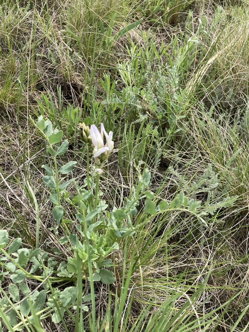 Astragalus physocarpus photo 2